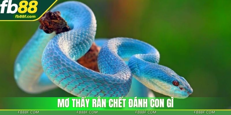 Giải mã mơ thấy rắn để tìm số đẹp hôm nay