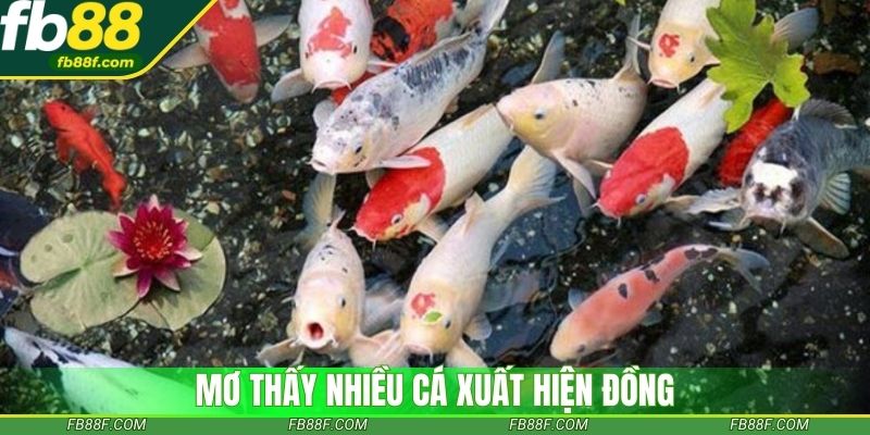 Mơ thấy cá bơi nhanh gợi ý con số chuẩn xác
