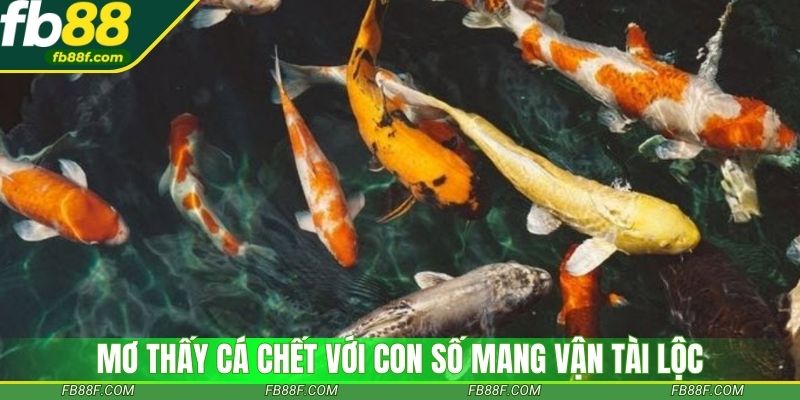 Mơ thấy cá lớn tiết lộ con số vàng cho bạn