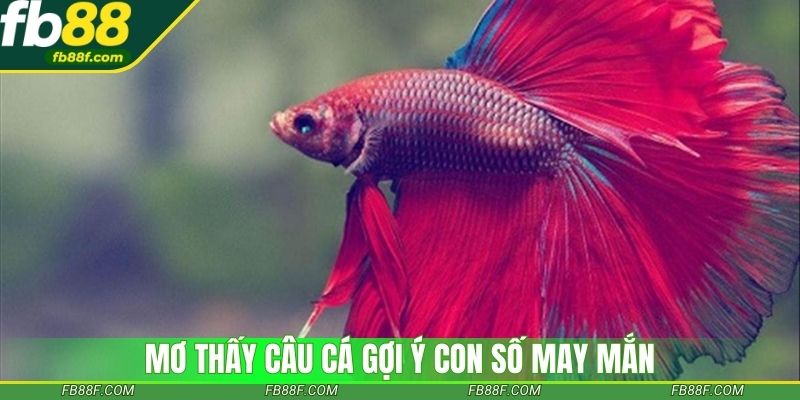 Mơ thấy cá tràn ao mang đến vận may bất ngờ