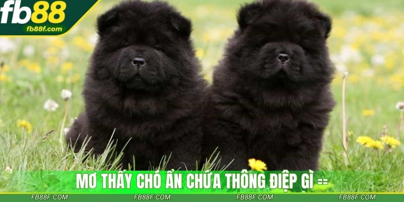Mơ thấy chó ẩn chứa thông điệp gì về vận may