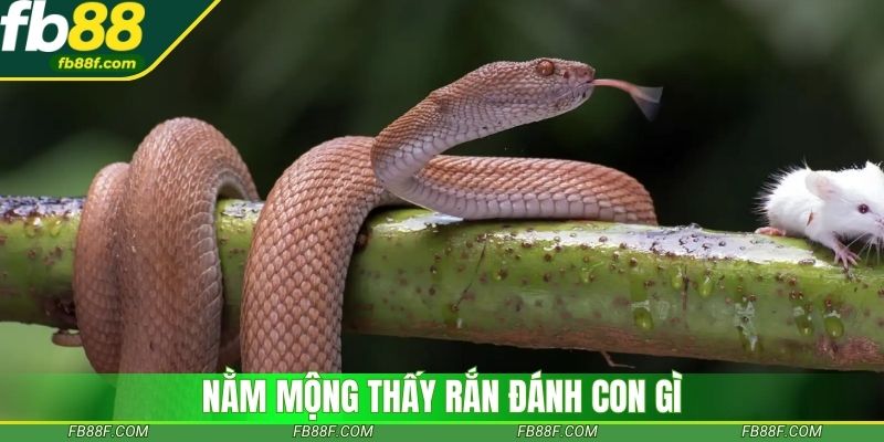 Mơ thấy rắn báo hiệu con số nào dễ vào bờ