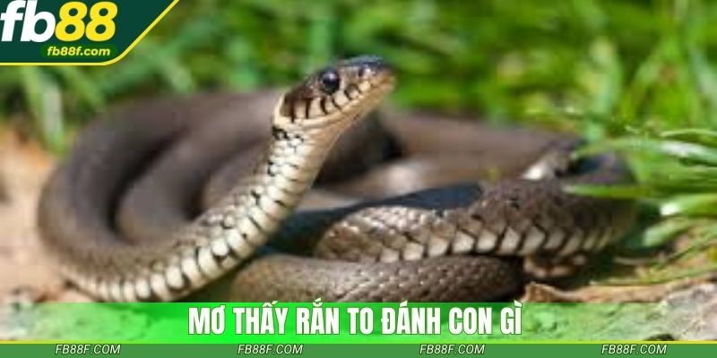 Mơ thấy rắn nên chọn con gì để thắng lớn